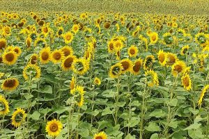 Auf dem Havelradweg 2023 2 Sonnenblumenfeld