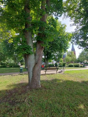 park im Zentrum von Torgelow