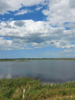 Große Teiche - ein Paradies für Vögel