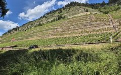 Auf dem Mainradweg mit Handicap 2025 5 Weinberge überall