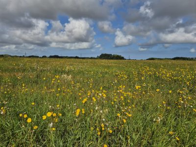 Blumenwiese