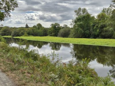 Unfassbarer Pflanzenteppich am anderen Ufer